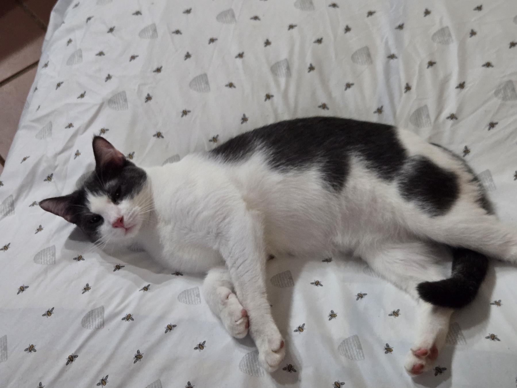 Drama, a ADOPTABLE Domestic Short Hair in Miami Beach, FL image 4/4