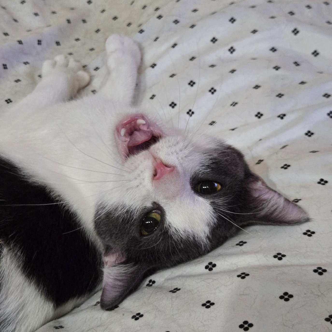 Drama, ADOPTABLE, Kitten Male Domestic Short Hair.
