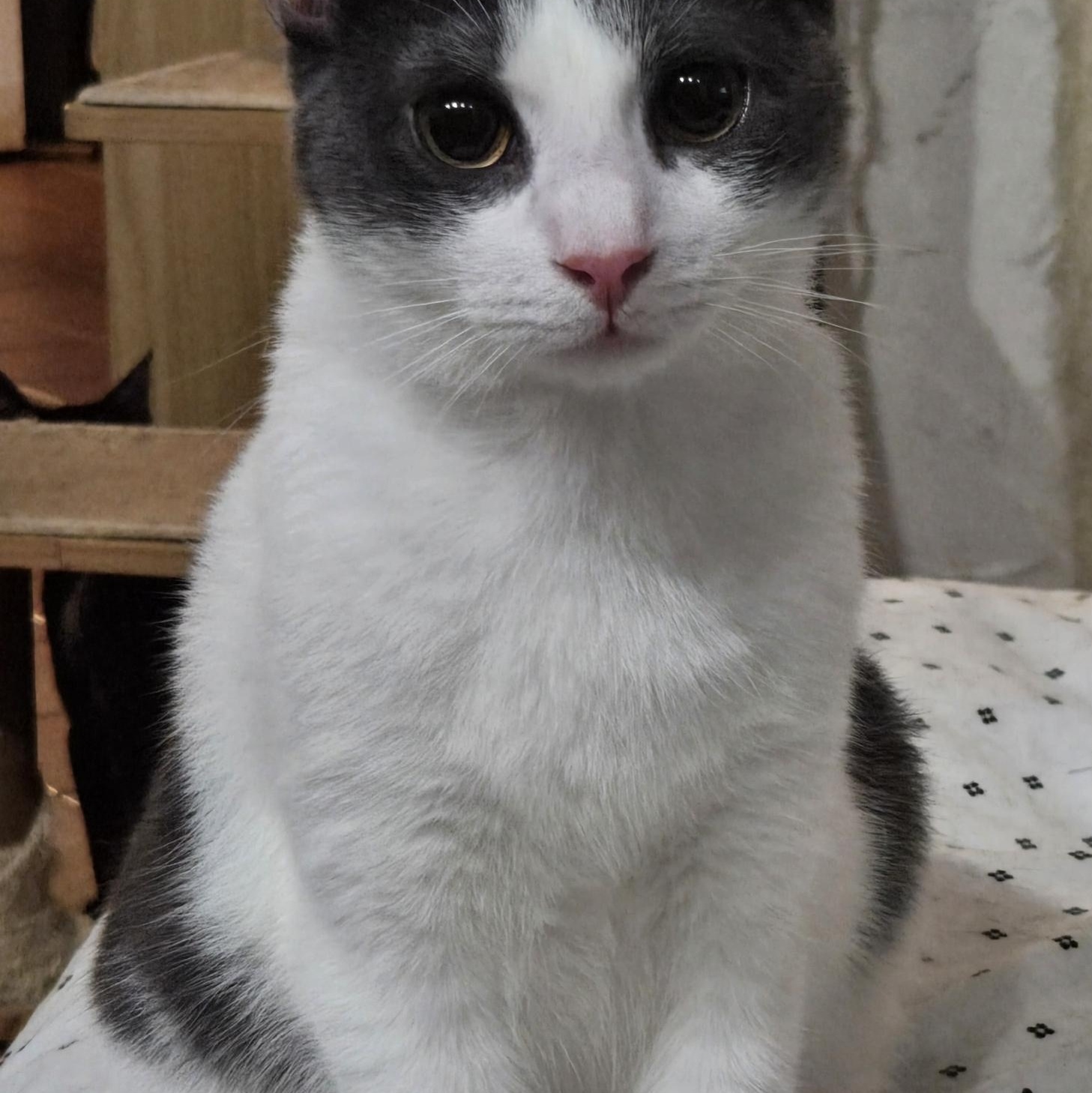 Drama, a ADOPTABLE Domestic Short Hair in Miami Beach, FL image 3/4