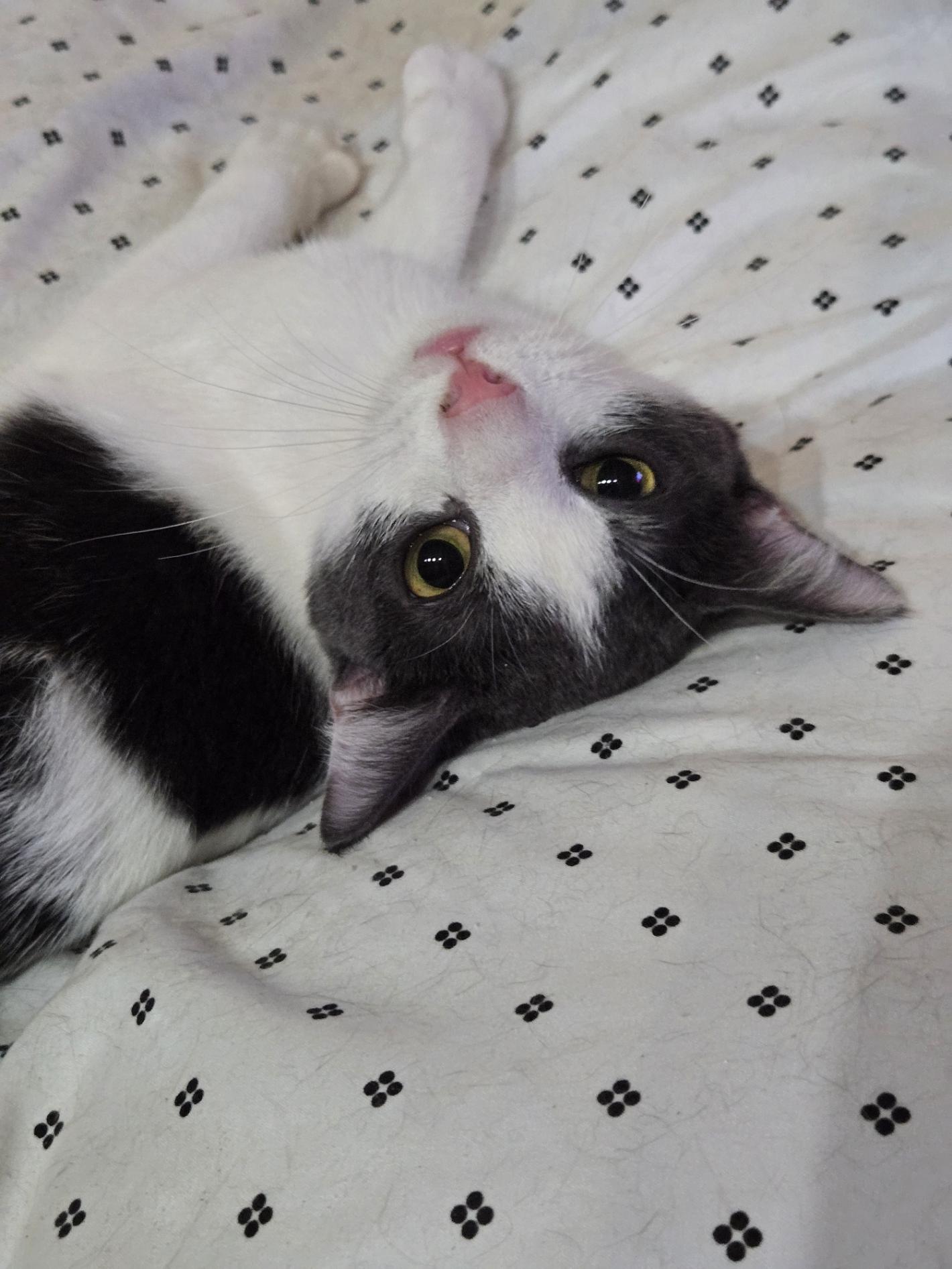 Drama, a ADOPTABLE Domestic Short Hair in Miami Beach, FL image 2/4