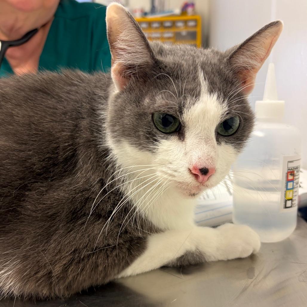 Martin, Adoptable, Adult Male Domestic Short Hair.