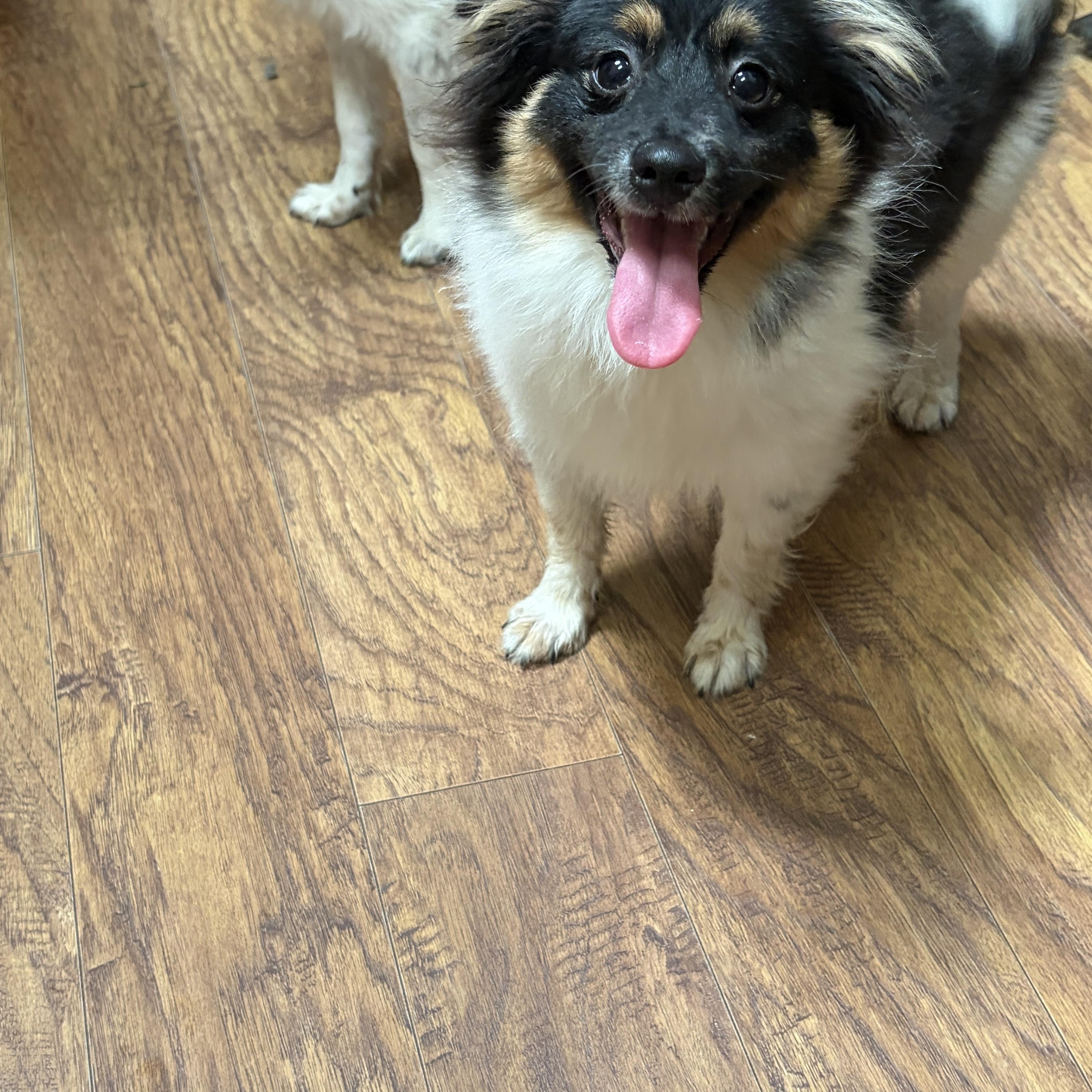 Porthos, a ADOPTABLE mixed breed in Olathe, KS image 2/5
