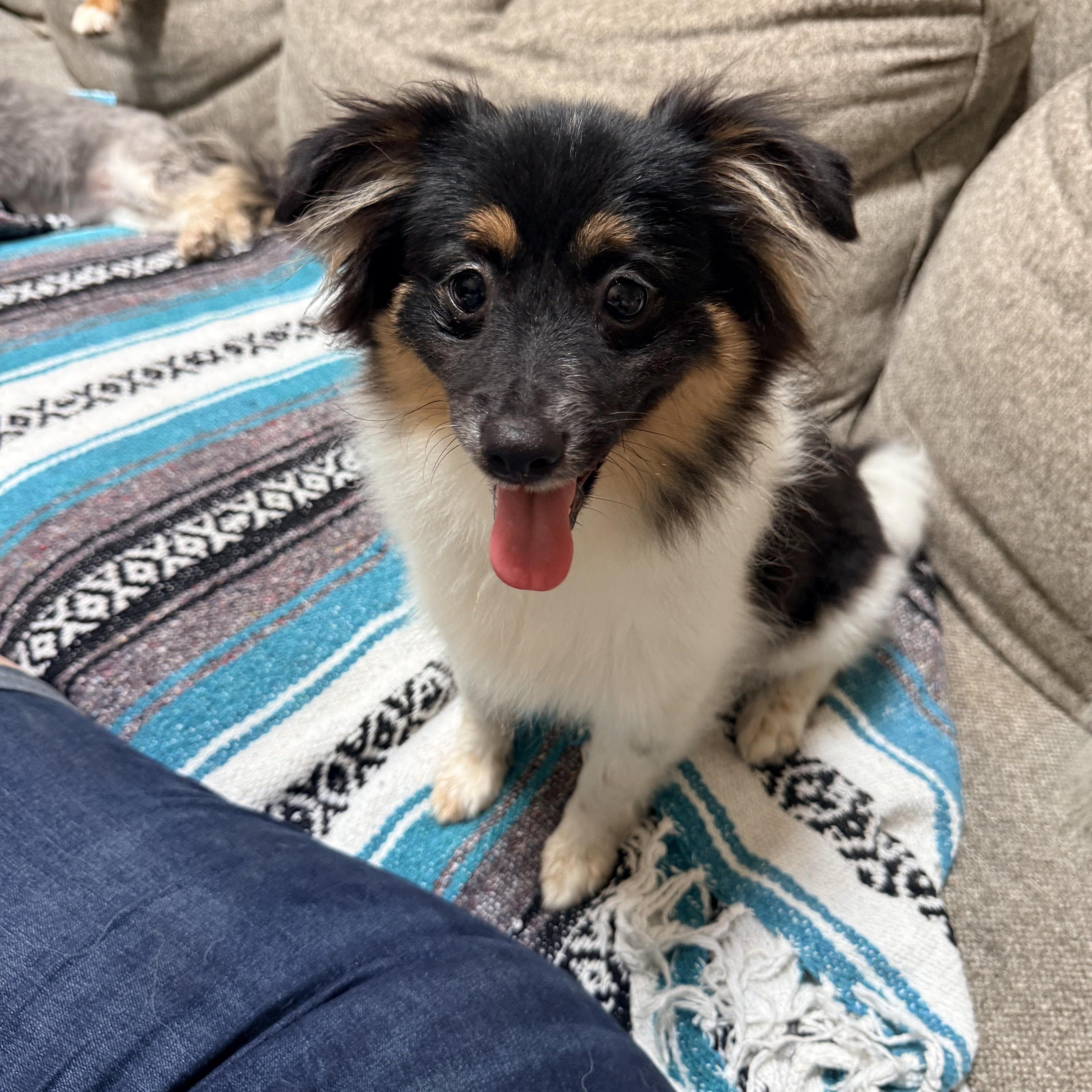 Porthos, ADOPTABLE, Puppy Male Papillon & Pomeranian.