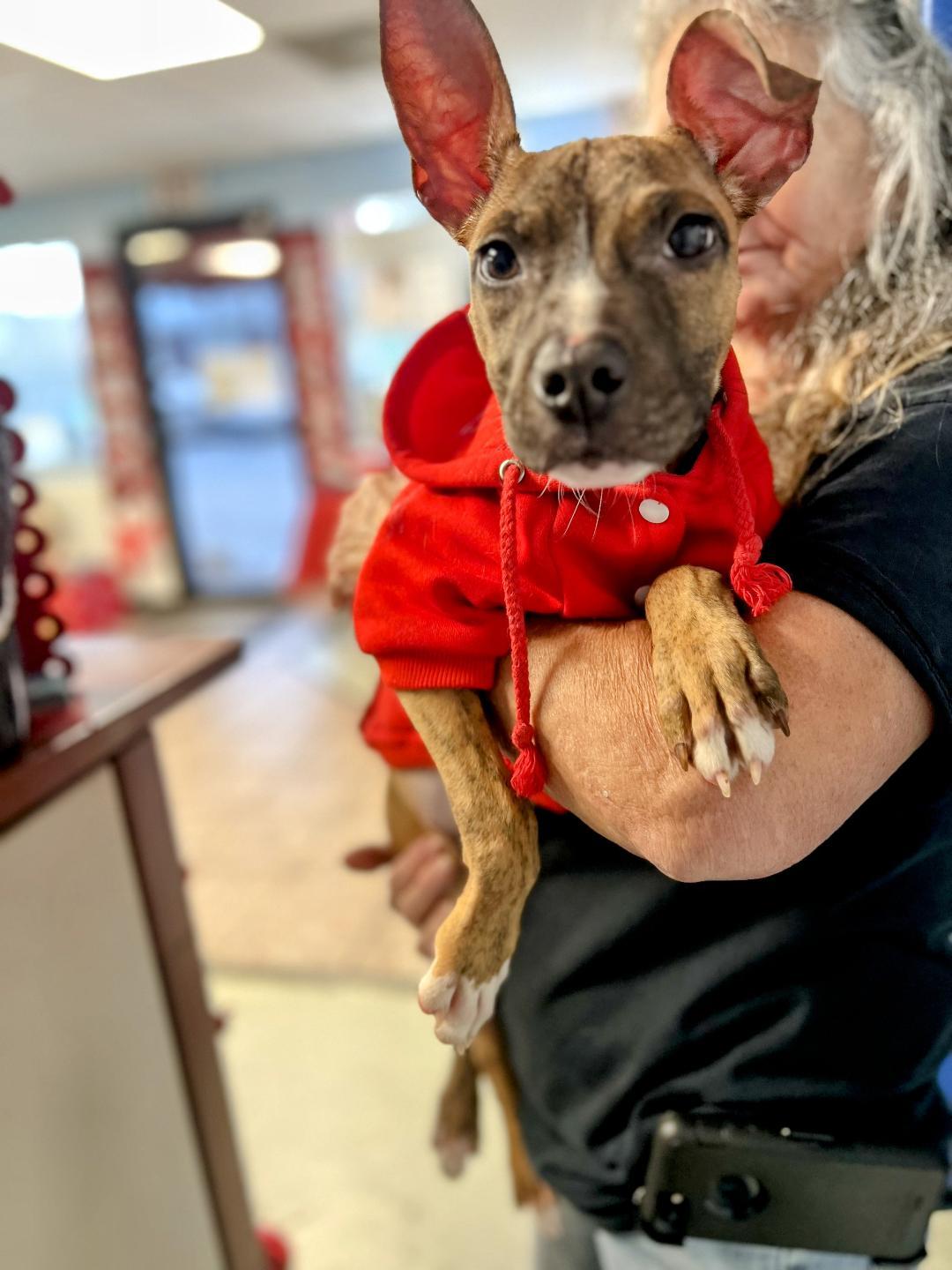 Enlarge Latte, a Adopted mixed breed in Douglasville, GA image 1/1