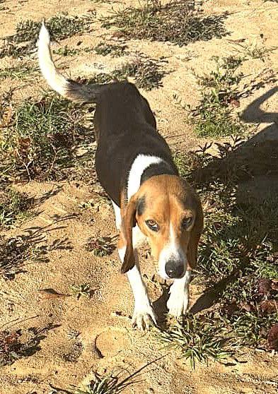Enlarge Walker, a Adoptable Beagle in Dunnellon, FL image 1/3