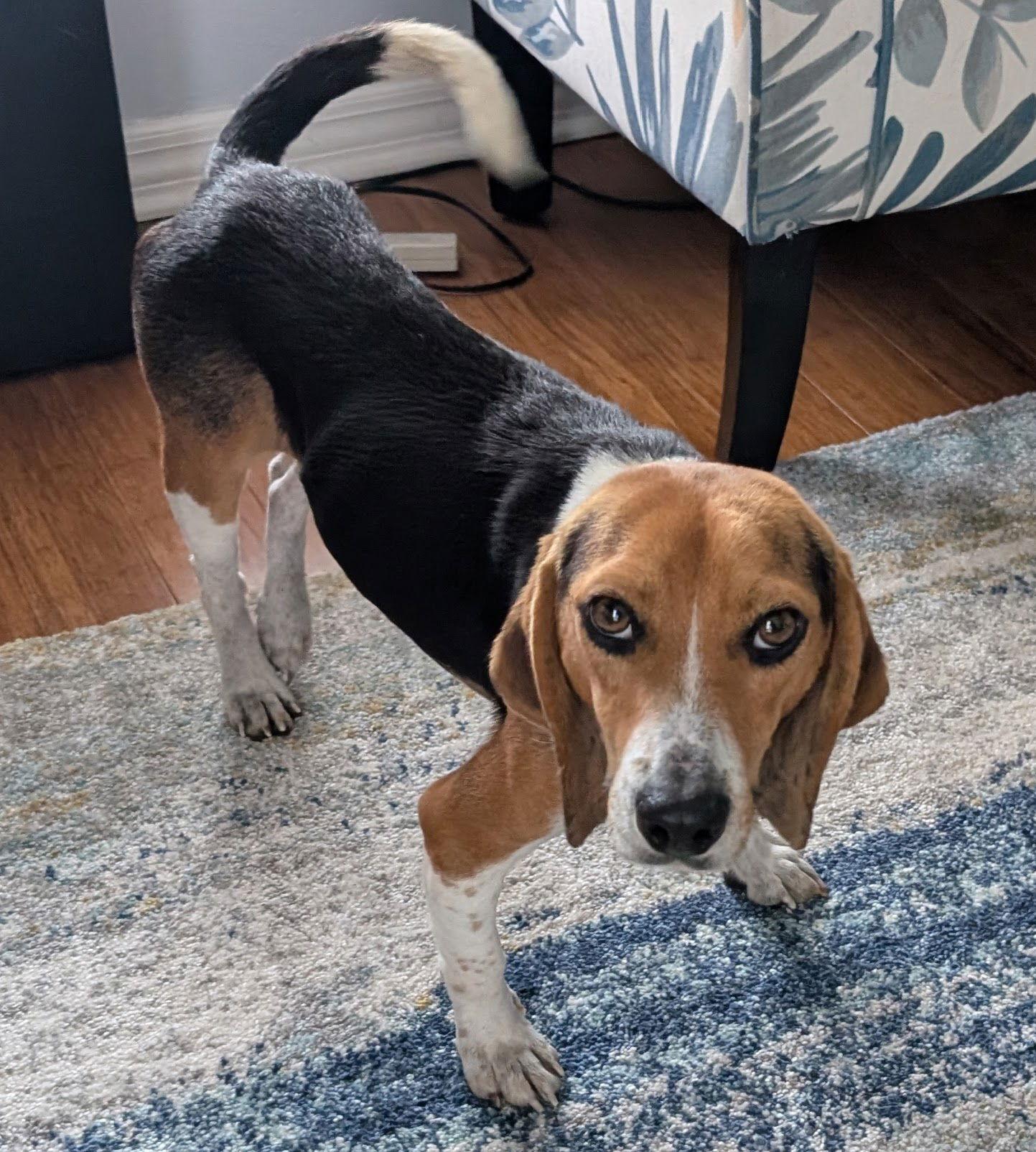 Walker, Adoptable, Young Male Beagle.