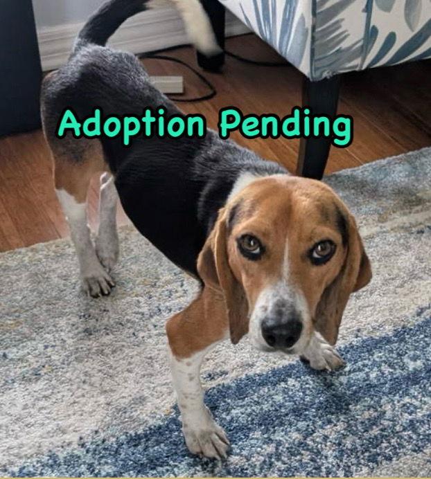 Enlarge Walker, a Adoptable Beagle in Dunnellon, FL image 3/3