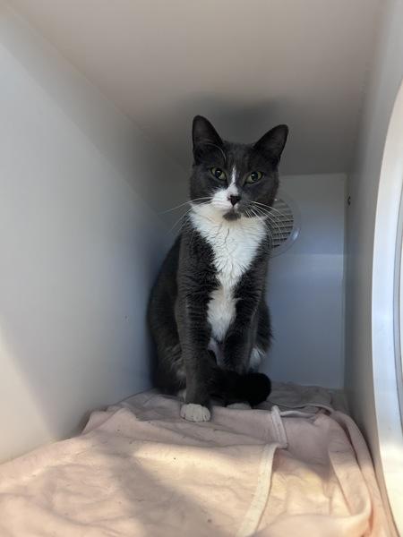 Faber, Adoptable, Young Female Domestic Short Hair.