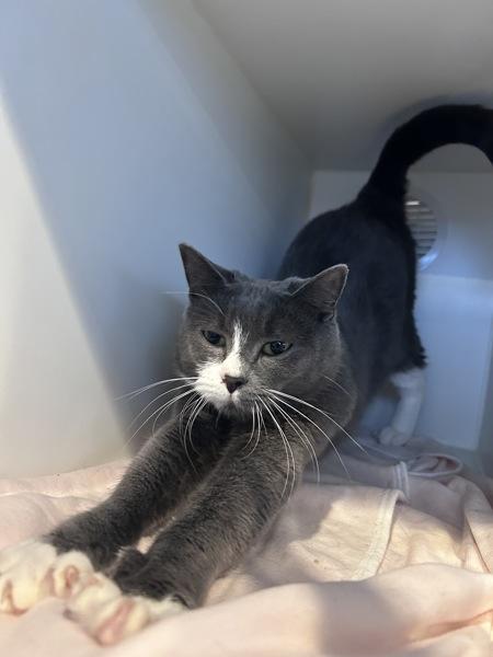 Faber, a Adoptable mixed breed in Staten Island, NY image 2/3