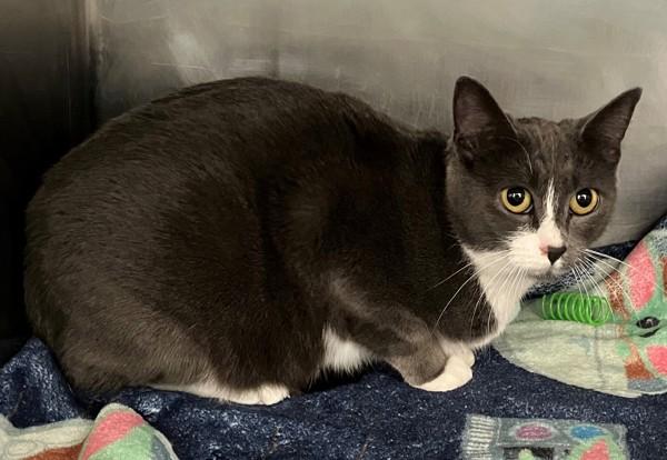 Faber, a Adoptable mixed breed in Staten Island, NY image 3/3