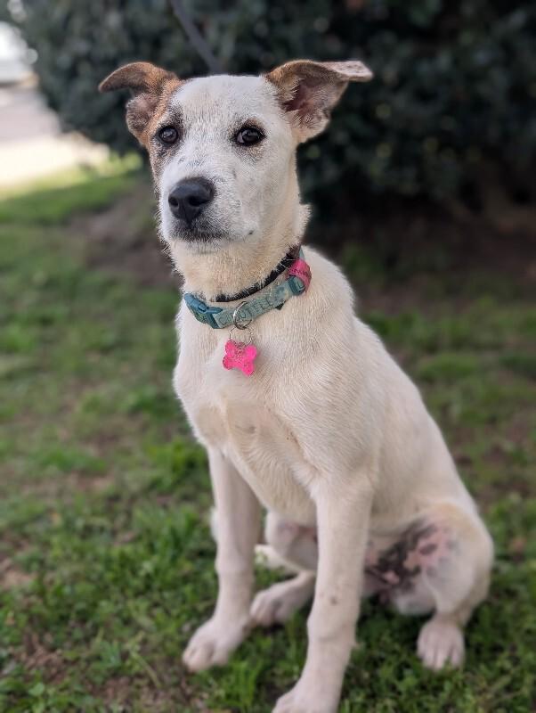 Shimmer, Adoptable, Puppy Female Shepherd & Mixed Breed.