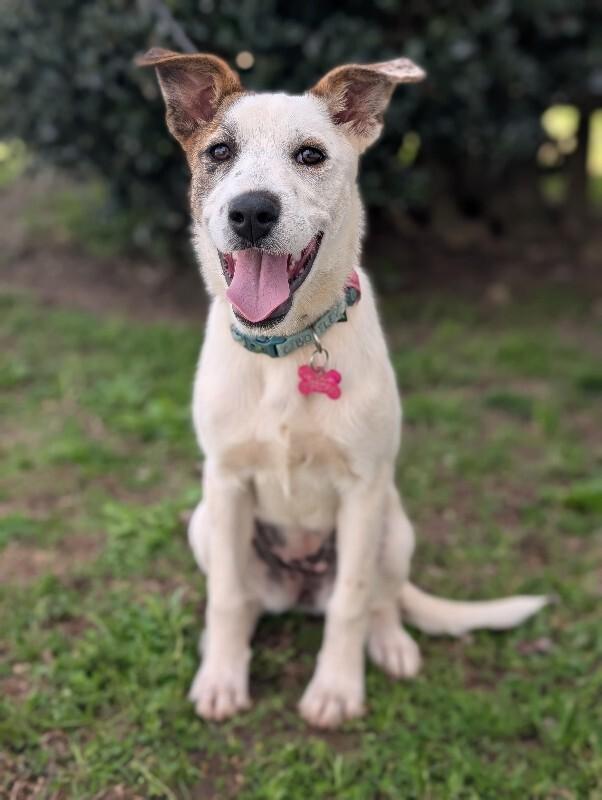 Enlarge Shimmer, a Adoptable mixed breed in Berkeley Heights, NJ image 2/6