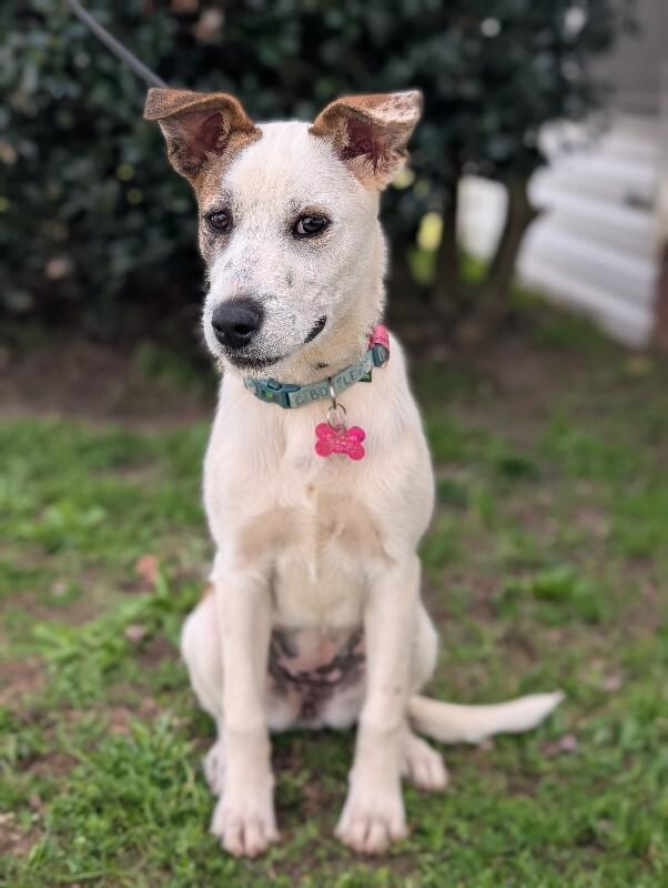 Enlarge Shimmer, a Adoptable mixed breed in Berkeley Heights, NJ image 3/6