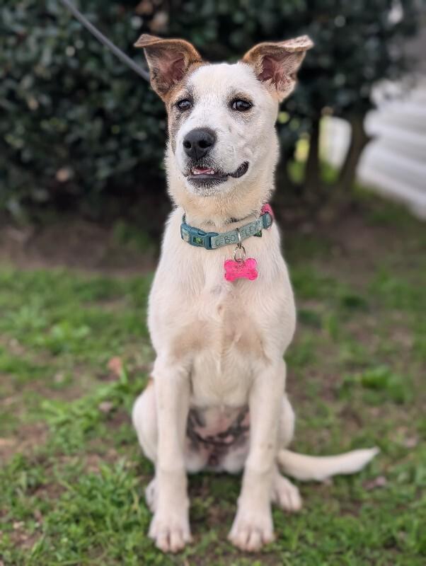 Enlarge Shimmer, a Adoptable mixed breed in Berkeley Heights, NJ image 4/6