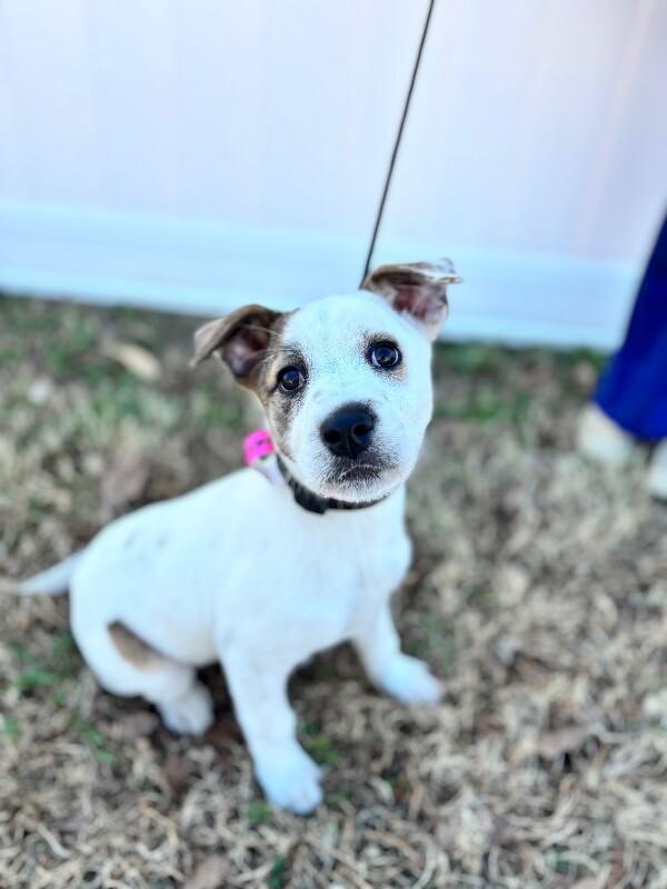 Enlarge Shimmer, a Adoptable mixed breed in Berkeley Heights, NJ image 4/5