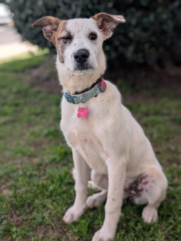 Enlarge Shimmer, a Adoptable mixed breed in Berkeley Heights, NJ image 5/6
