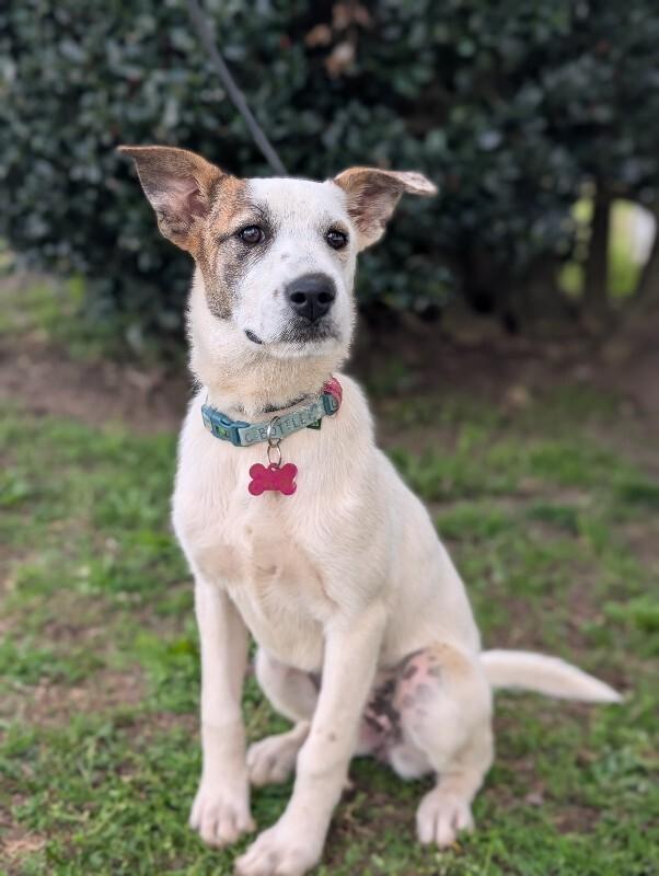 Enlarge Shimmer, a Adoptable mixed breed in Berkeley Heights, NJ image 6/6