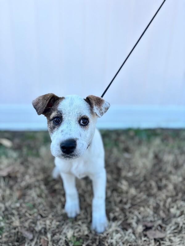 Enlarge Shimmer, a Adoptable mixed breed in Berkeley Heights, NJ image 5/5