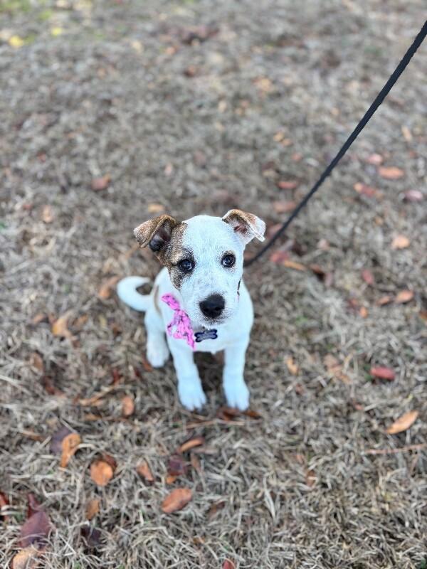 Enlarge Shimmer, a Adoptable mixed breed in Berkeley Heights, NJ image 3/5