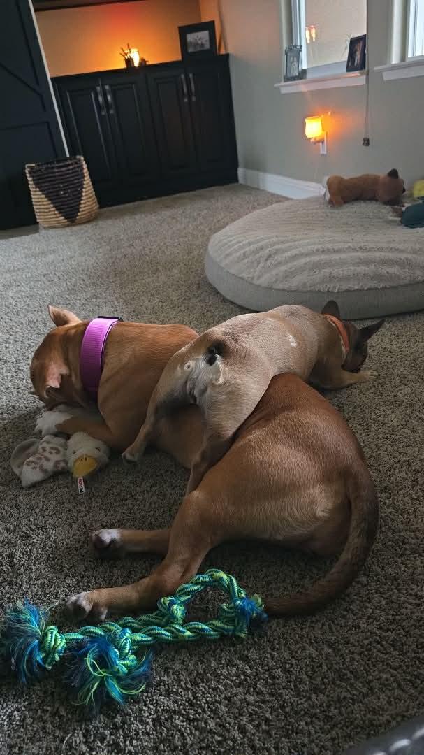 Enlarge Luna, a Adopted Pit Bull Terrier in Visalia, CA image 1/3