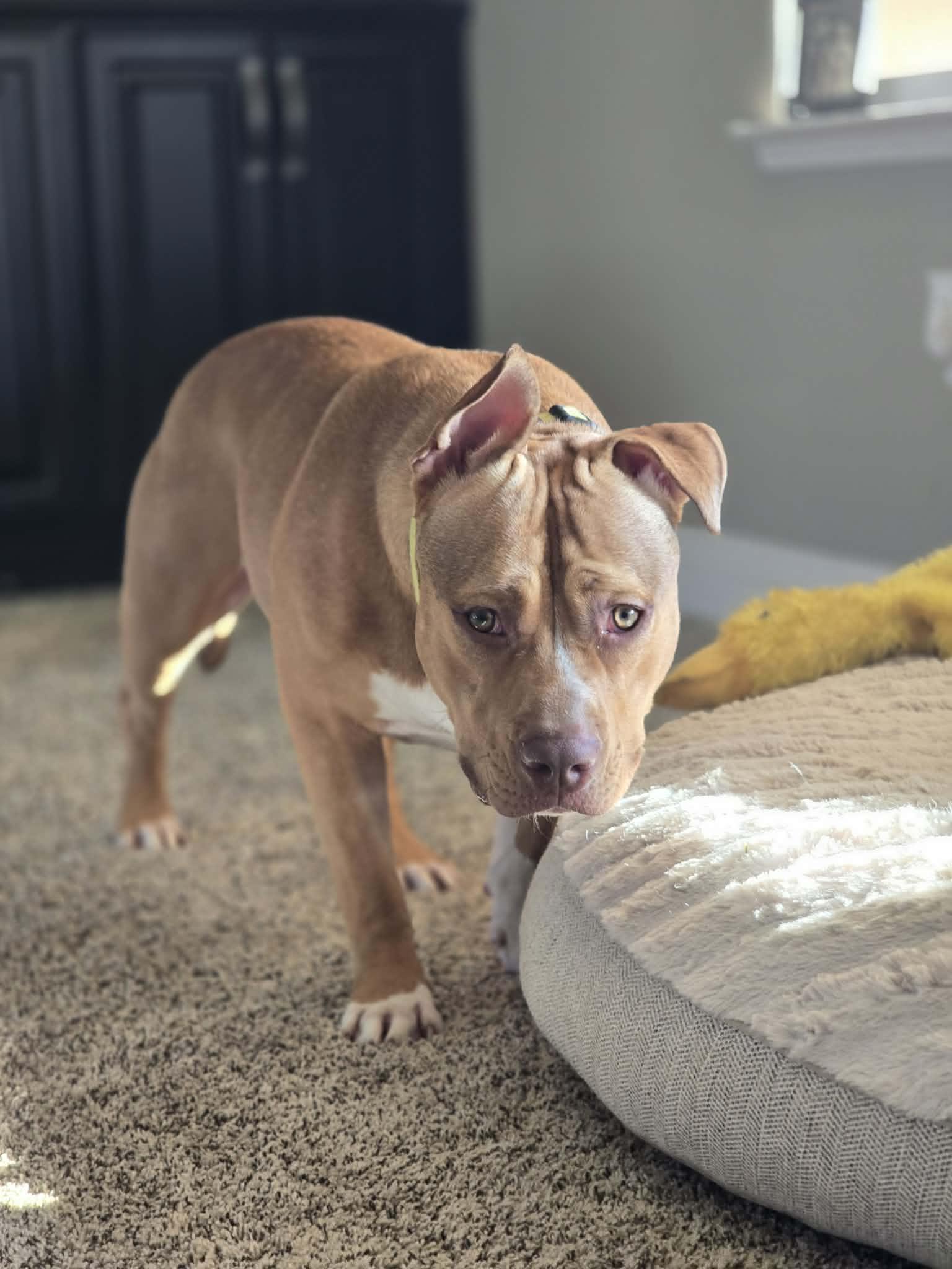 Luna, Adoptable, Young Female Pit Bull Terrier.