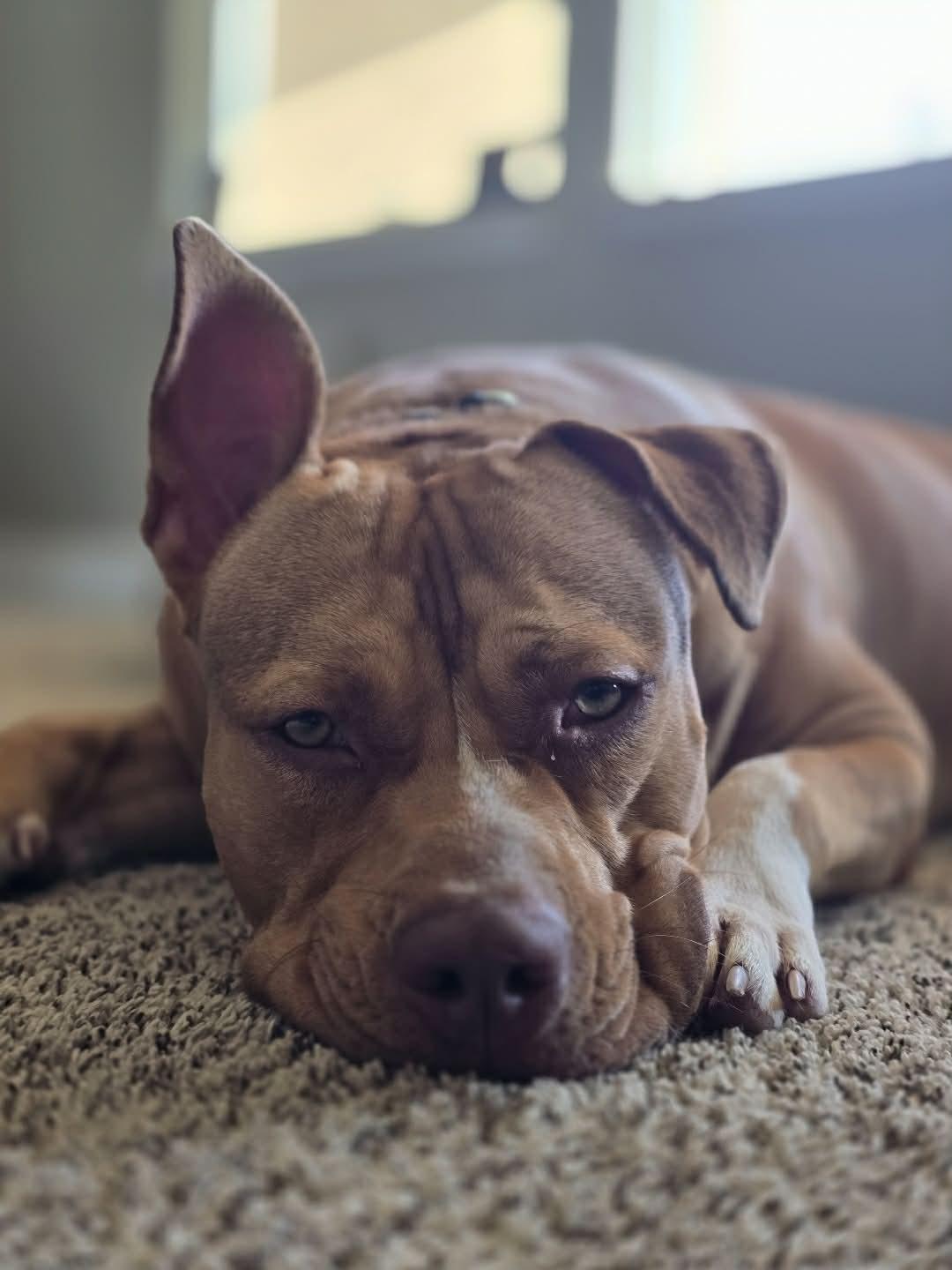 Enlarge Luna, a Adoptable Pit Bull Terrier in Visalia, CA image 2/3