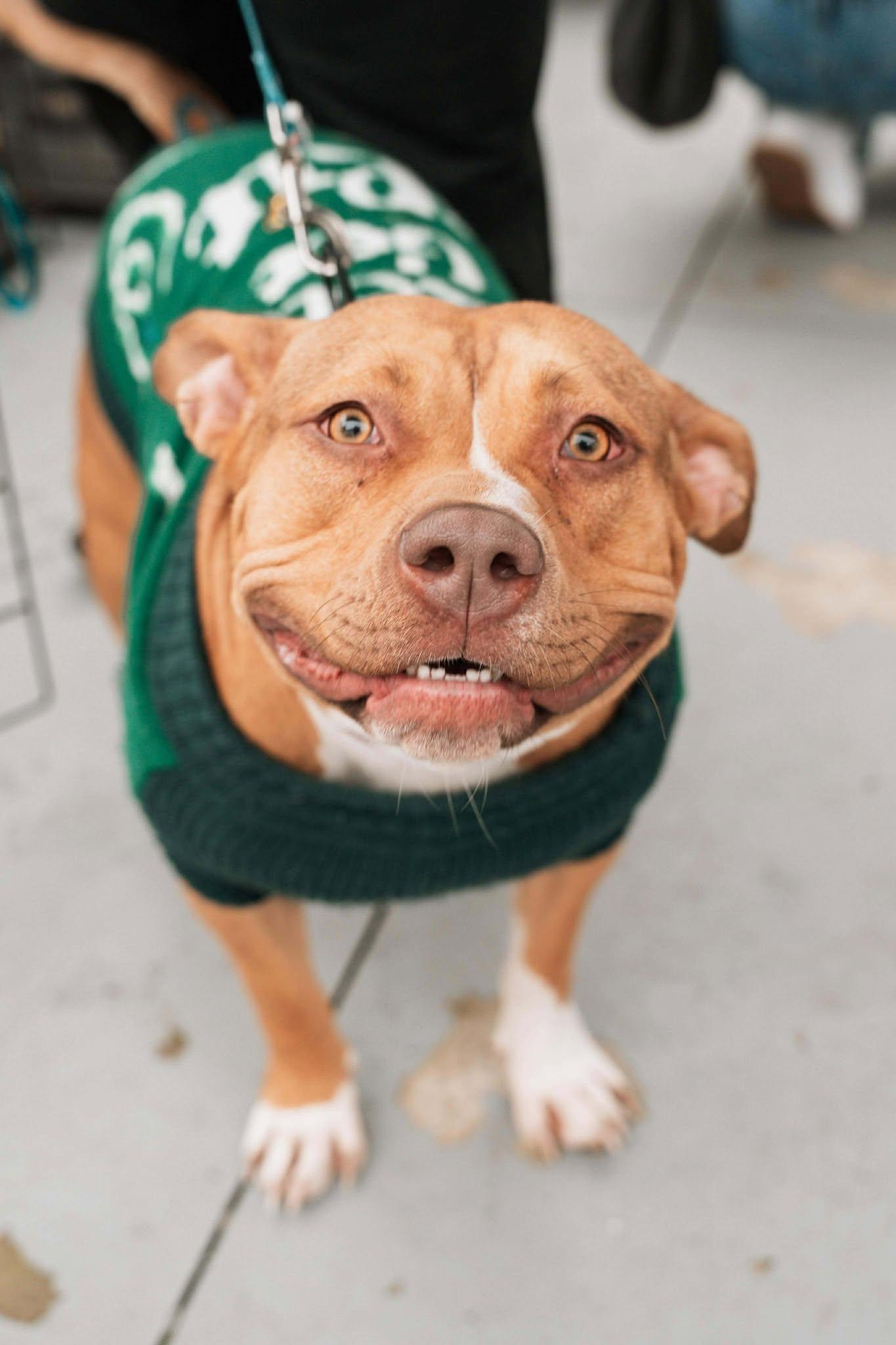 Luna, Adoptable, Young Female Pit Bull Terrier.