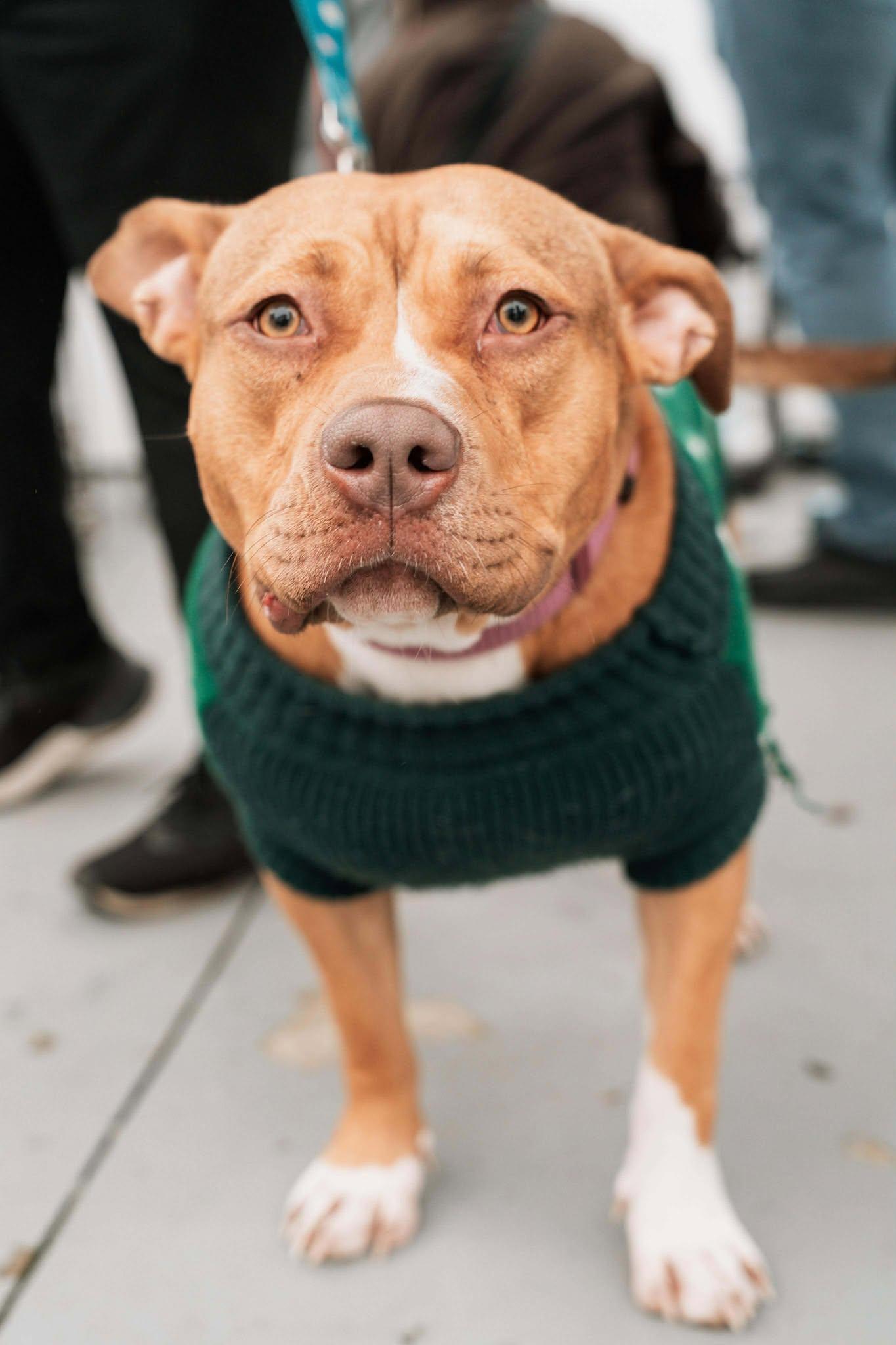 Enlarge Luna, a Adoptable Pit Bull Terrier in Visalia, CA image 2/2