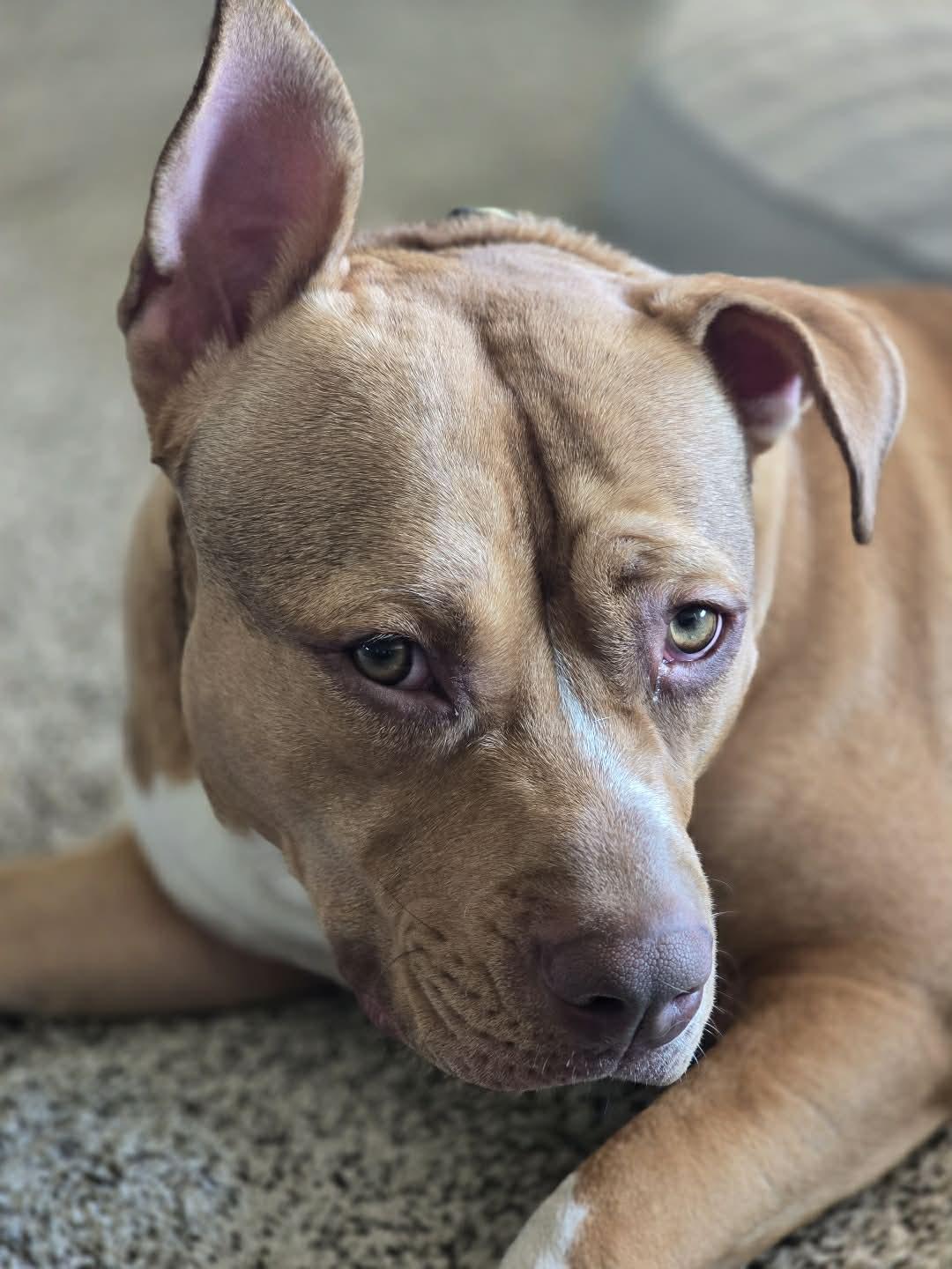 Enlarge Luna, a Adoptable Pit Bull Terrier in Visalia, CA image 3/3