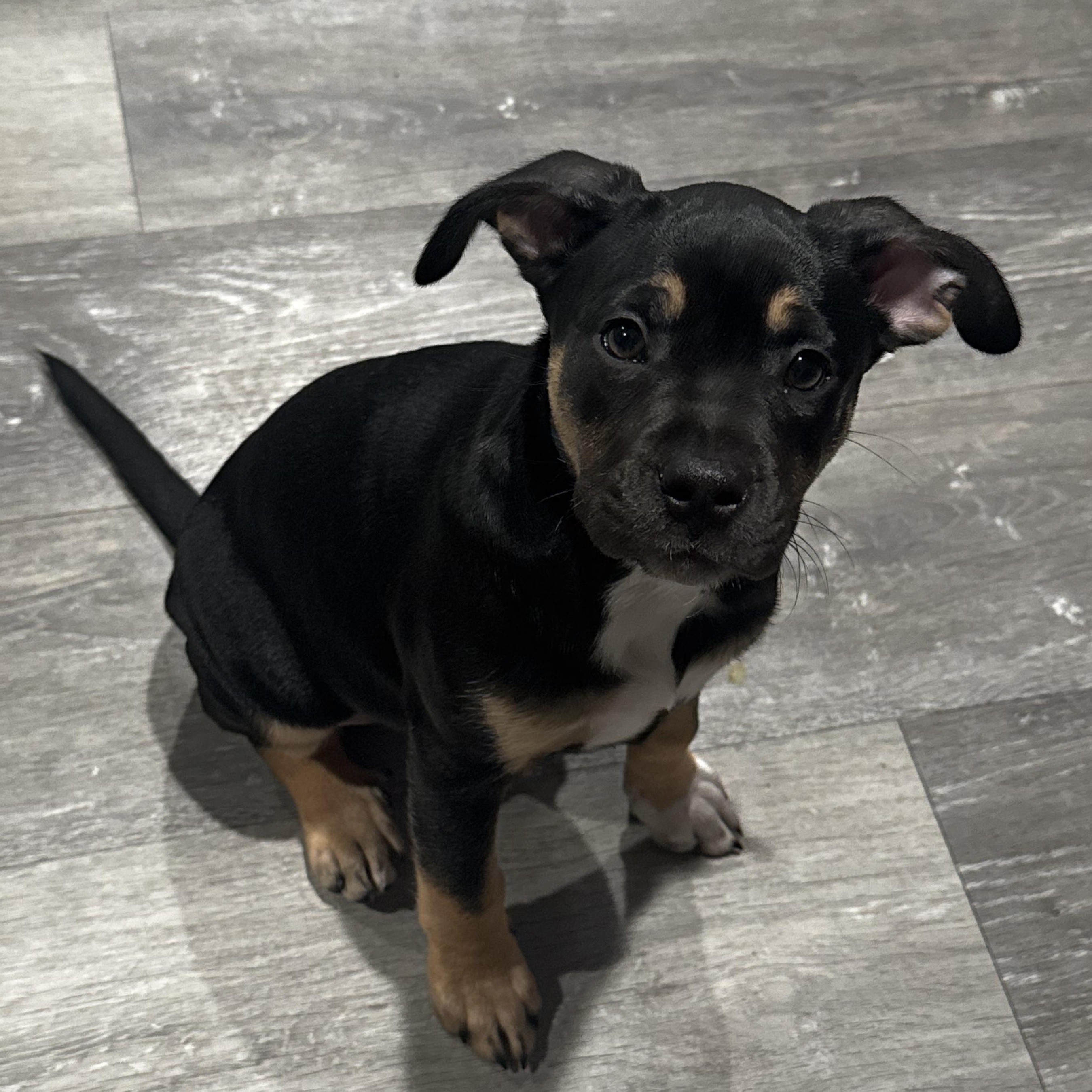 Enlarge Scarlet, a ADOPTABLE mixed breed in Lincoln, CA image 2/3