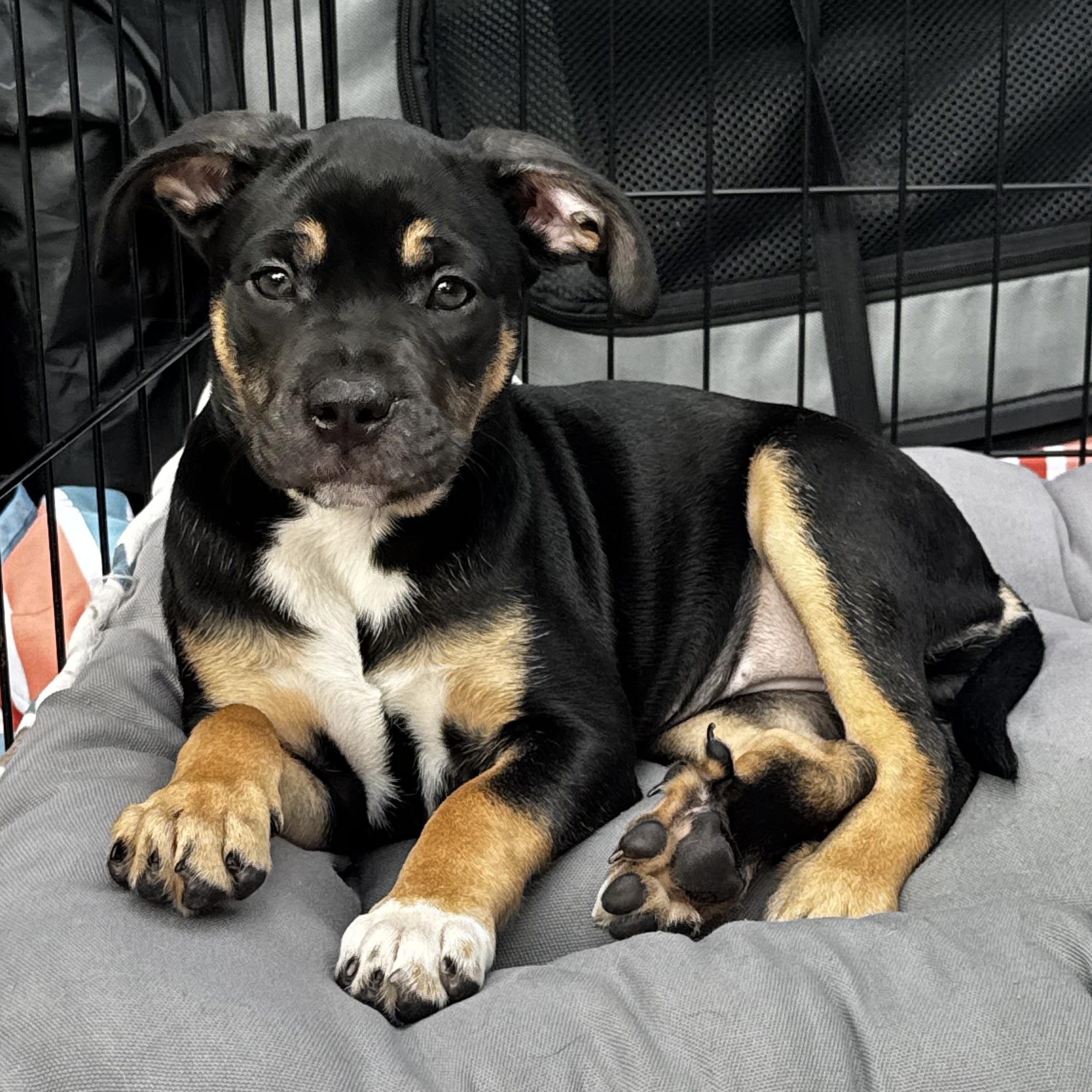 Scarlet, ADOPTABLE, Puppy Female Mixed Breed.