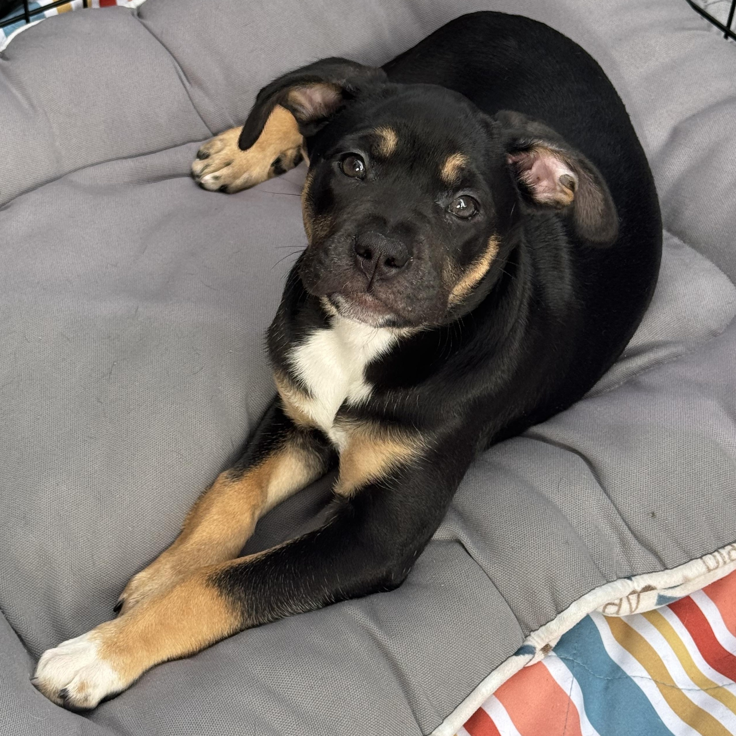 Enlarge Scarlet, a ADOPTABLE mixed breed in Lincoln, CA image 3/3