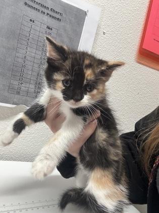 Enlarge Jennifer Jareau , an adopted mixed breed in Sacramento, CA image 1/1
