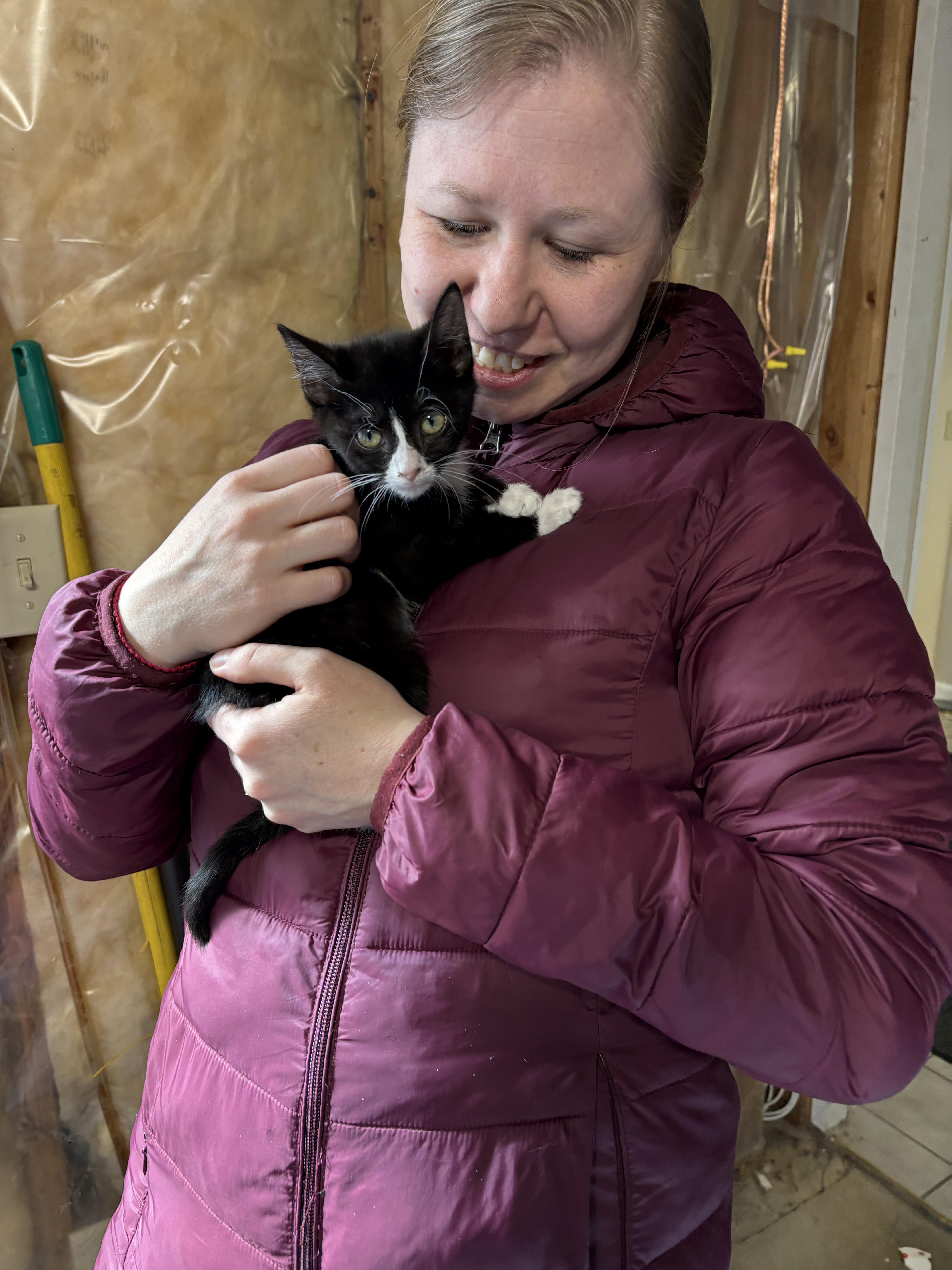 Enlarge Toby (M) & Mila (F) - Bonded Pair, a ADOPTABLE Domestic Short Hair in New Britain, CT image 4/5