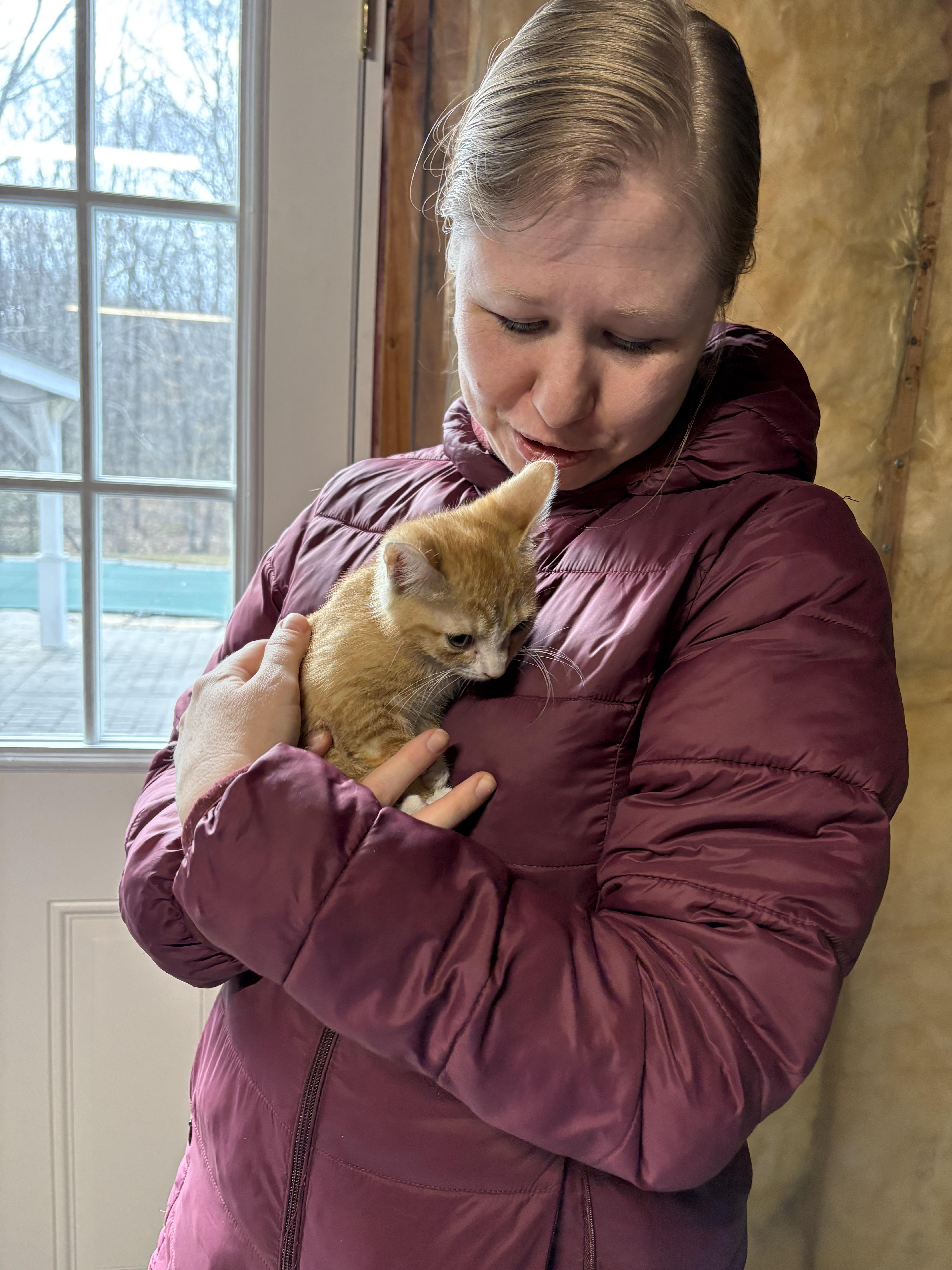 Toby (M) & Mila (F) - Bonded Pair, ADOPTABLE, Kitten Male Domestic Short Hair.