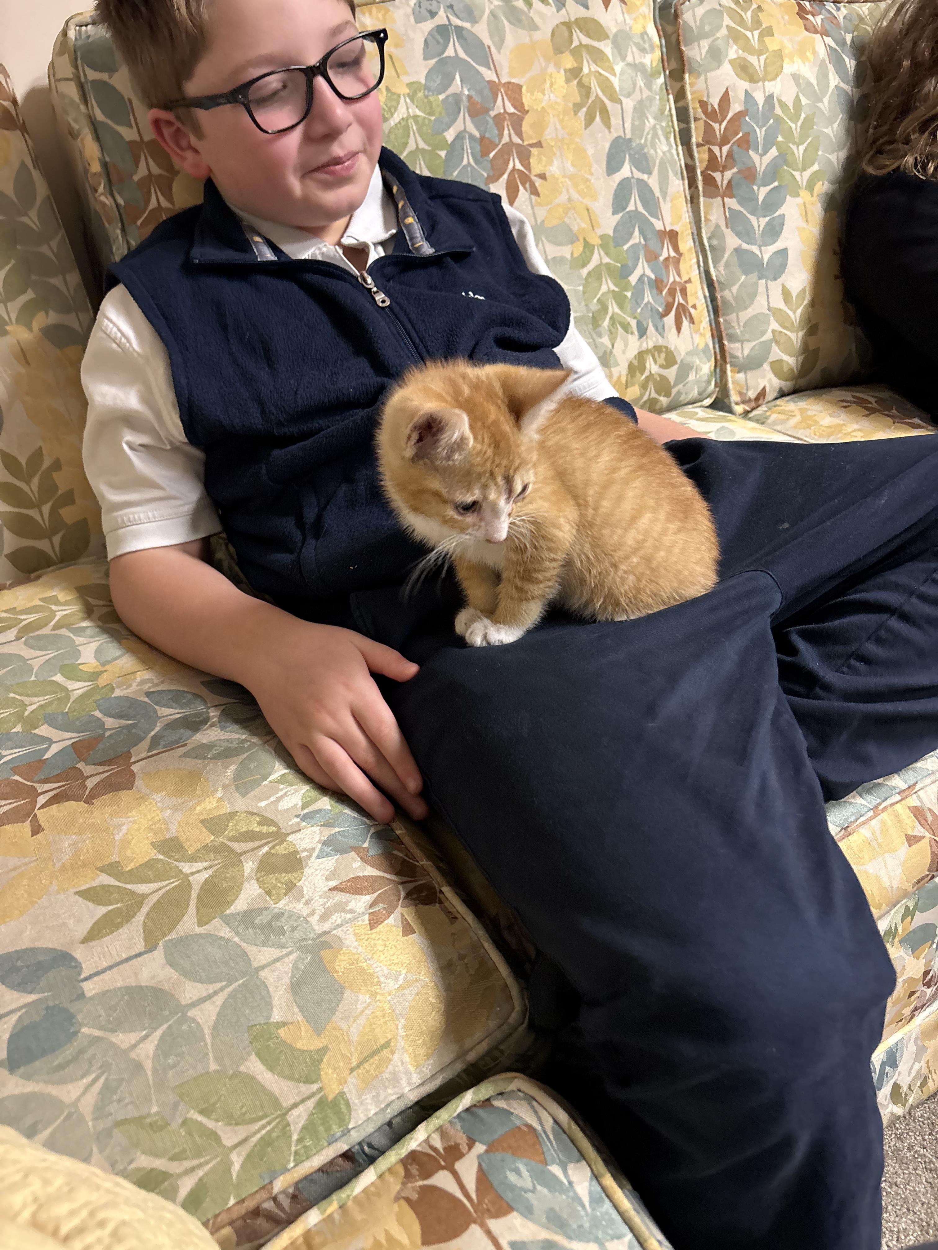 Enlarge Toby (M) & Mila (F) - Bonded Pair, a ADOPTABLE Domestic Short Hair in New Britain, CT image 3/5