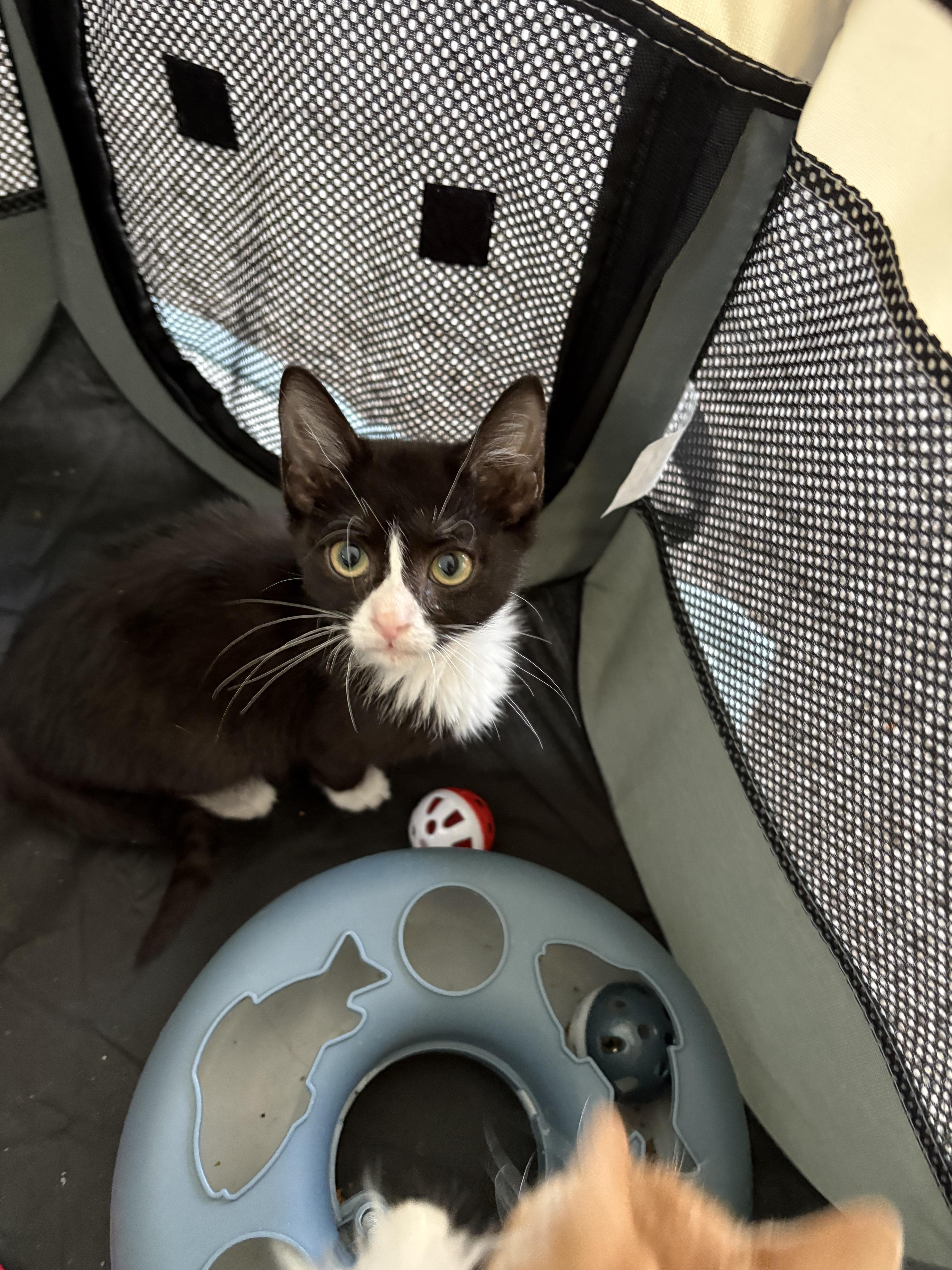 Enlarge Toby (M) & Mila (F) - Bonded Pair, a ADOPTABLE Domestic Short Hair in New Britain, CT image 2/5