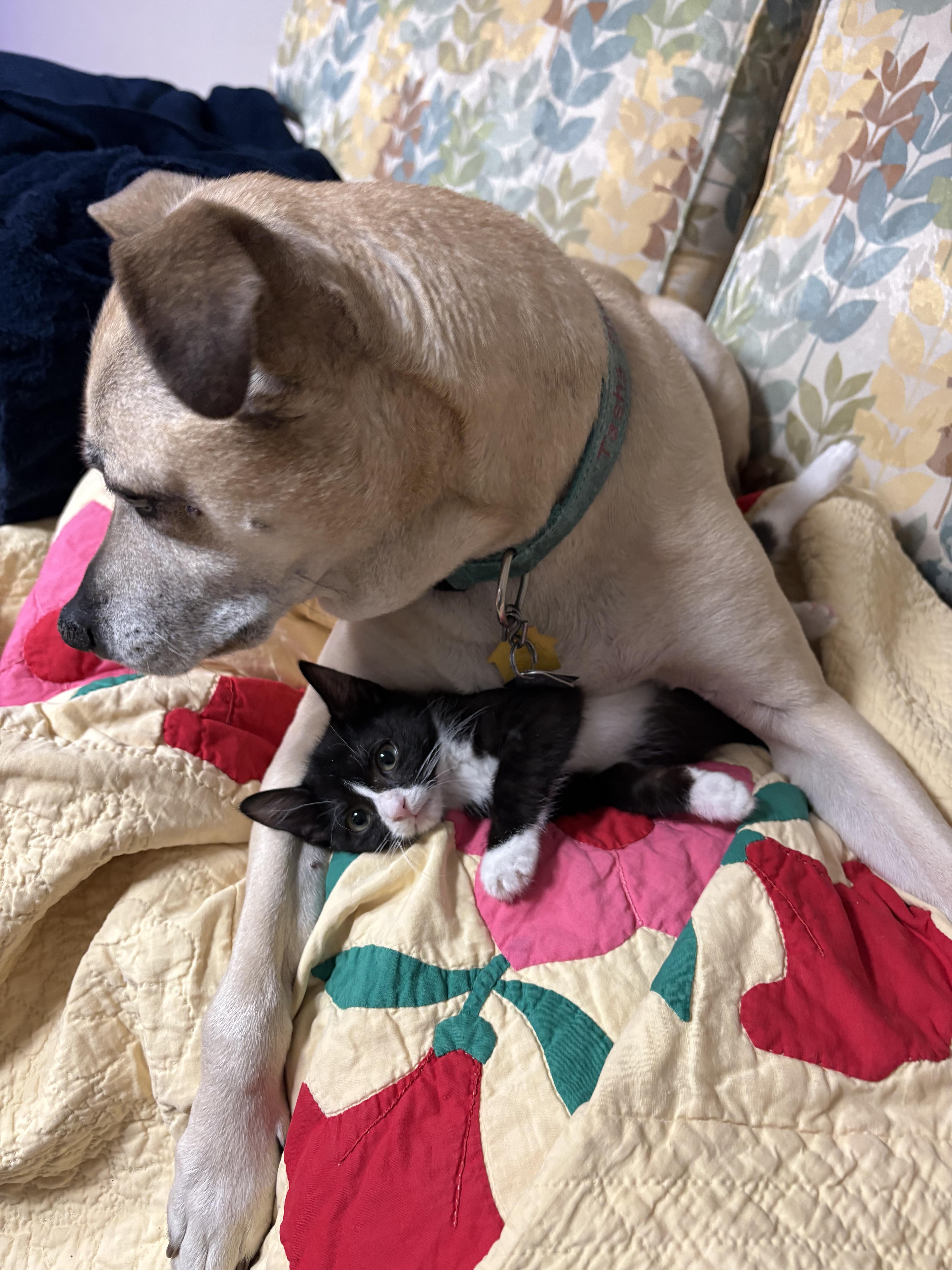Enlarge Toby (M) & Mila (F) - Bonded Pair, a ADOPTABLE Domestic Short Hair in New Britain, CT image 5/5