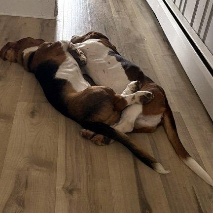 Enlarge LANE, a Adopted Basset Hound in Mays Landing, NJ image 2/3