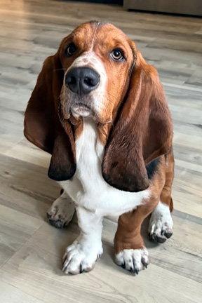 Enlarge LANE, a Adopted Basset Hound in Mays Landing, NJ image 3/3