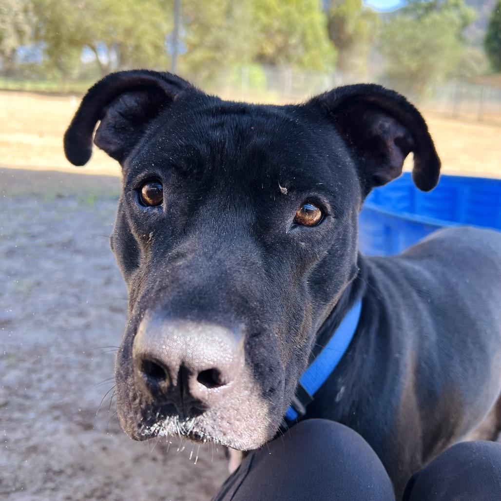 Kirk, Adoptable, Adult Male Pit Bull Terrier.
