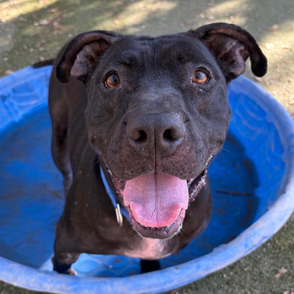 Enlarge Kirk, a Adoptable Pit Bull Terrier in Ojai, CA image 2/6