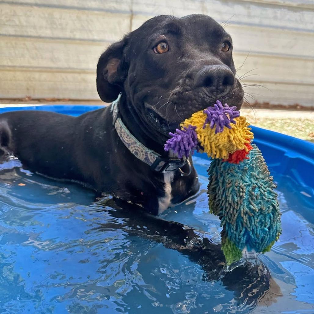 Enlarge Kirk, a Adoptable Pit Bull Terrier in Ojai, CA image 3/6