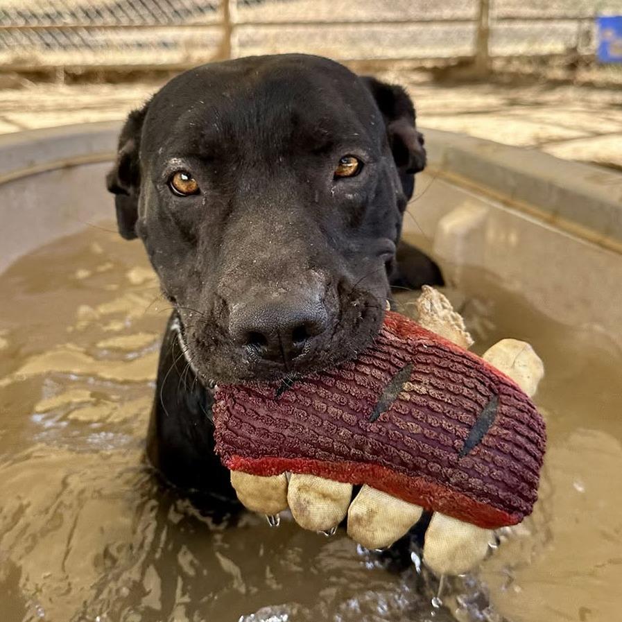 Enlarge Kirk, a Adoptable Pit Bull Terrier in Ojai, CA image 4/6
