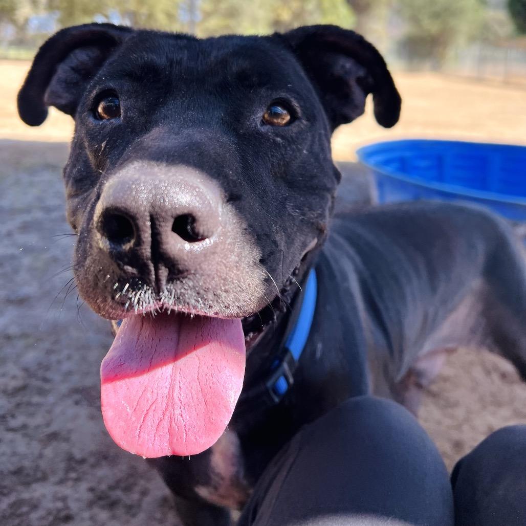 Enlarge Kirk, a Adoptable Pit Bull Terrier in Ojai, CA image 5/6