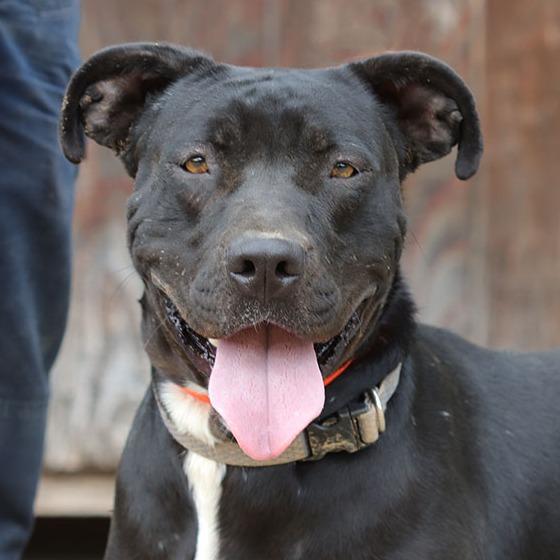 Enlarge Kirk, a Adoptable Pit Bull Terrier in Ojai, CA image 6/6