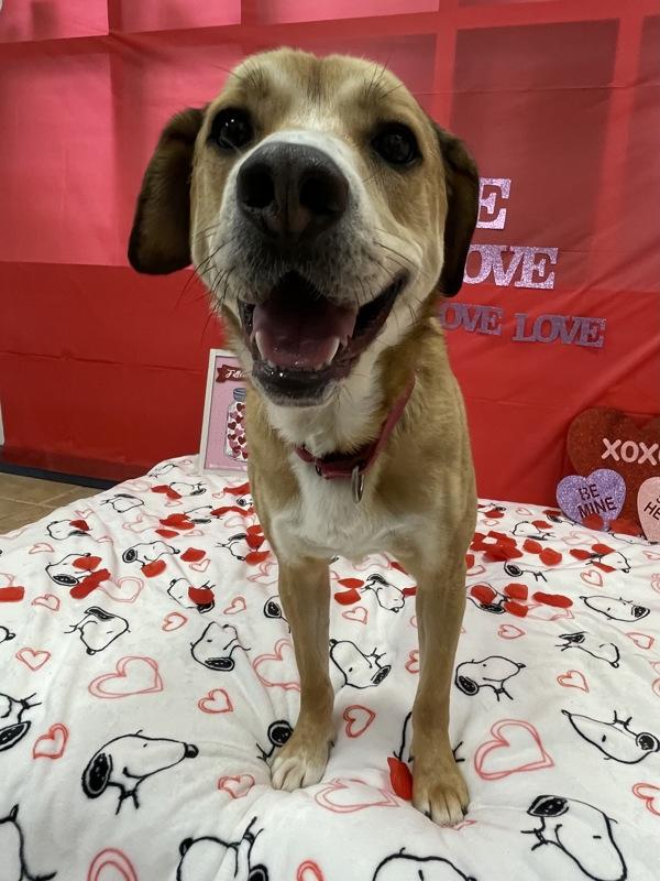 Snickers, Adoptable, Adult Male Hound & Beagle.