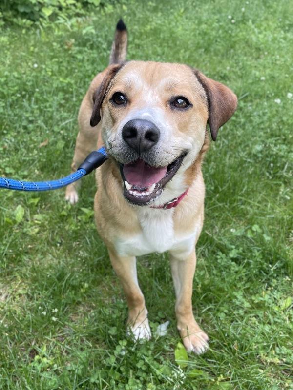 Snickers, a Adoptable mixed breed in Oakland, NJ image 4/6