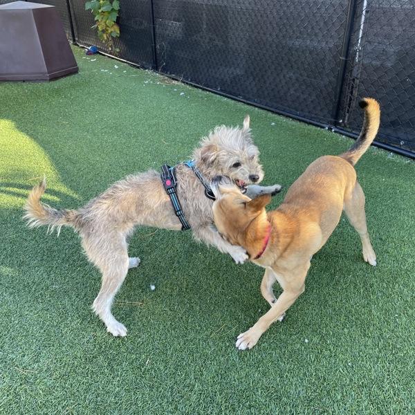 Enlarge Snickers, a Adoptable mixed breed in Oakland, NJ image 2/6