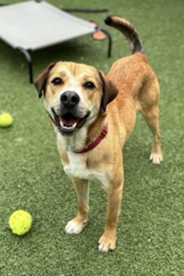 Enlarge Snickers, a Adoptable mixed breed in Oakland, NJ image 3/6